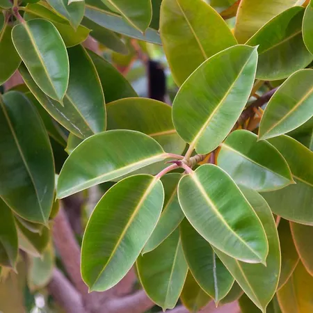 Casa Ficus